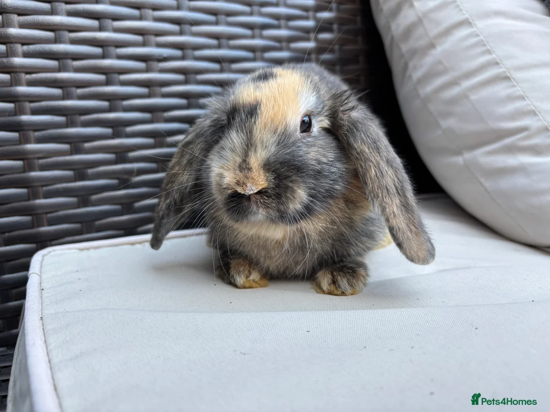 English Lop rabbits for sale: 4 baby rabbits  - Advert 1