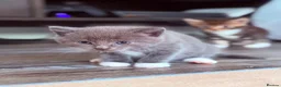 Mixed Breed cats for sale: Cute Kittens Ready for Loving Homes - Advert 18