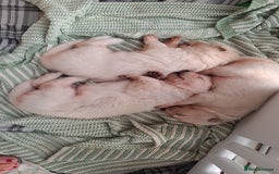 German Shepherd dogs for sale: White German Shepherd - Image 7