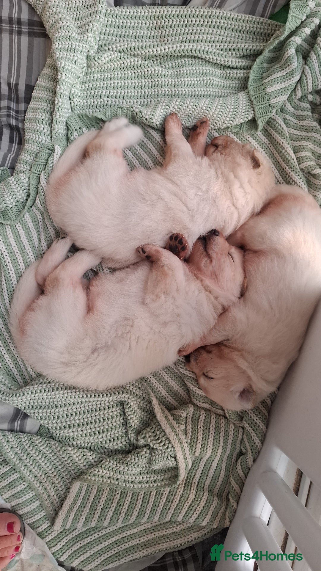 German Shepherd dogs for sale: White German Shepherd - Image 7