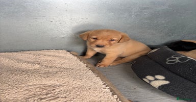 Labrador Retriever dogs - Advert 12