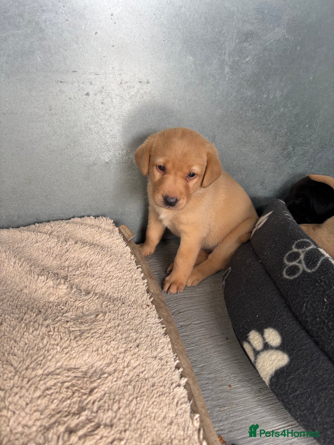 Labrador Retriever dogs for sale: QUALITY LABRADOR PUPPIES  - Image 3