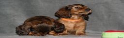 Miniature Dachshund dogs for sale: KC Registered Miniature Longhaired Dachshunds - Advert 9