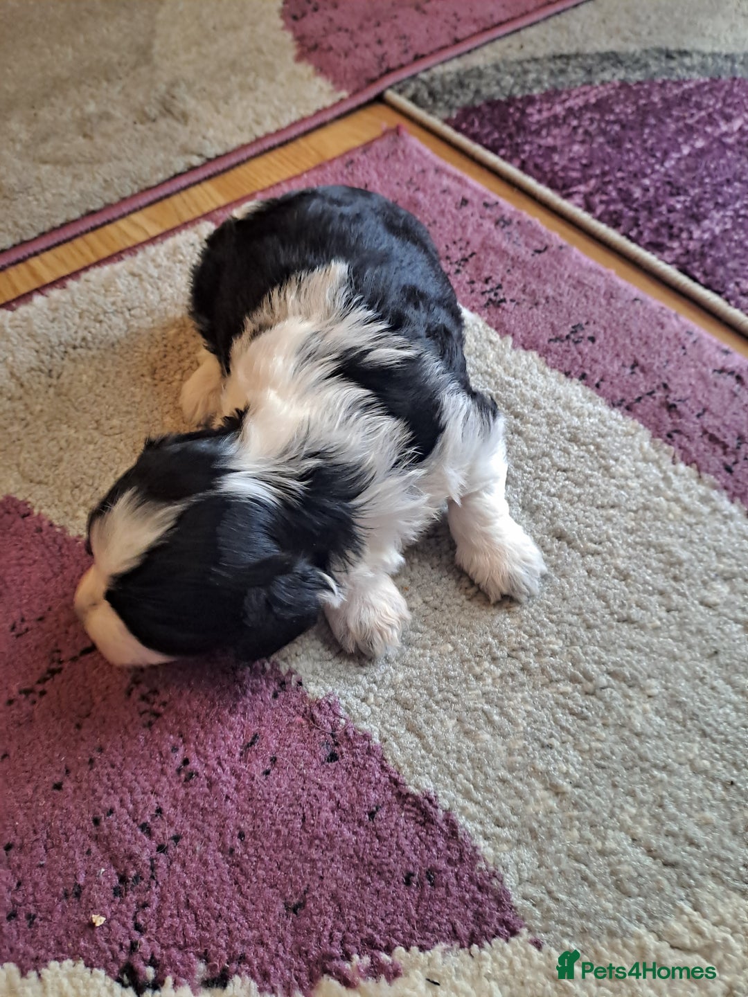 Bichon Frise dogs for sale: 4beautiful Bichon Frise puppies (3boys and 1 girl) - Image 3