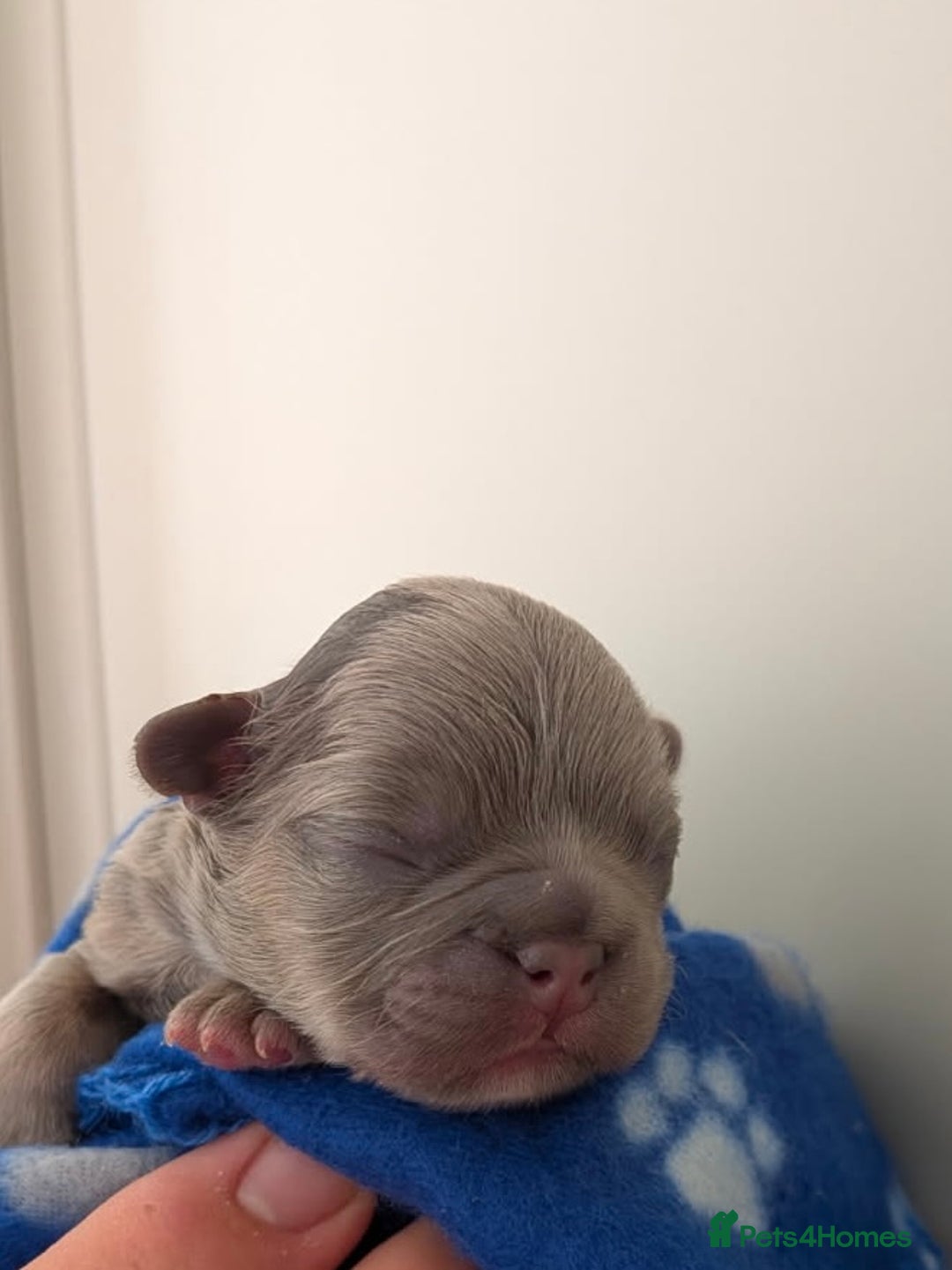 French Bulldog dogs for sale: Fluffy French Bulldog  - Image 8