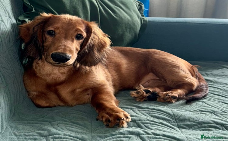 Dachshund dogs in Tamworth - Advert 1