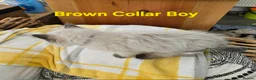 Ragdoll cats for sale: Beautiful ragdolls - Advert 29