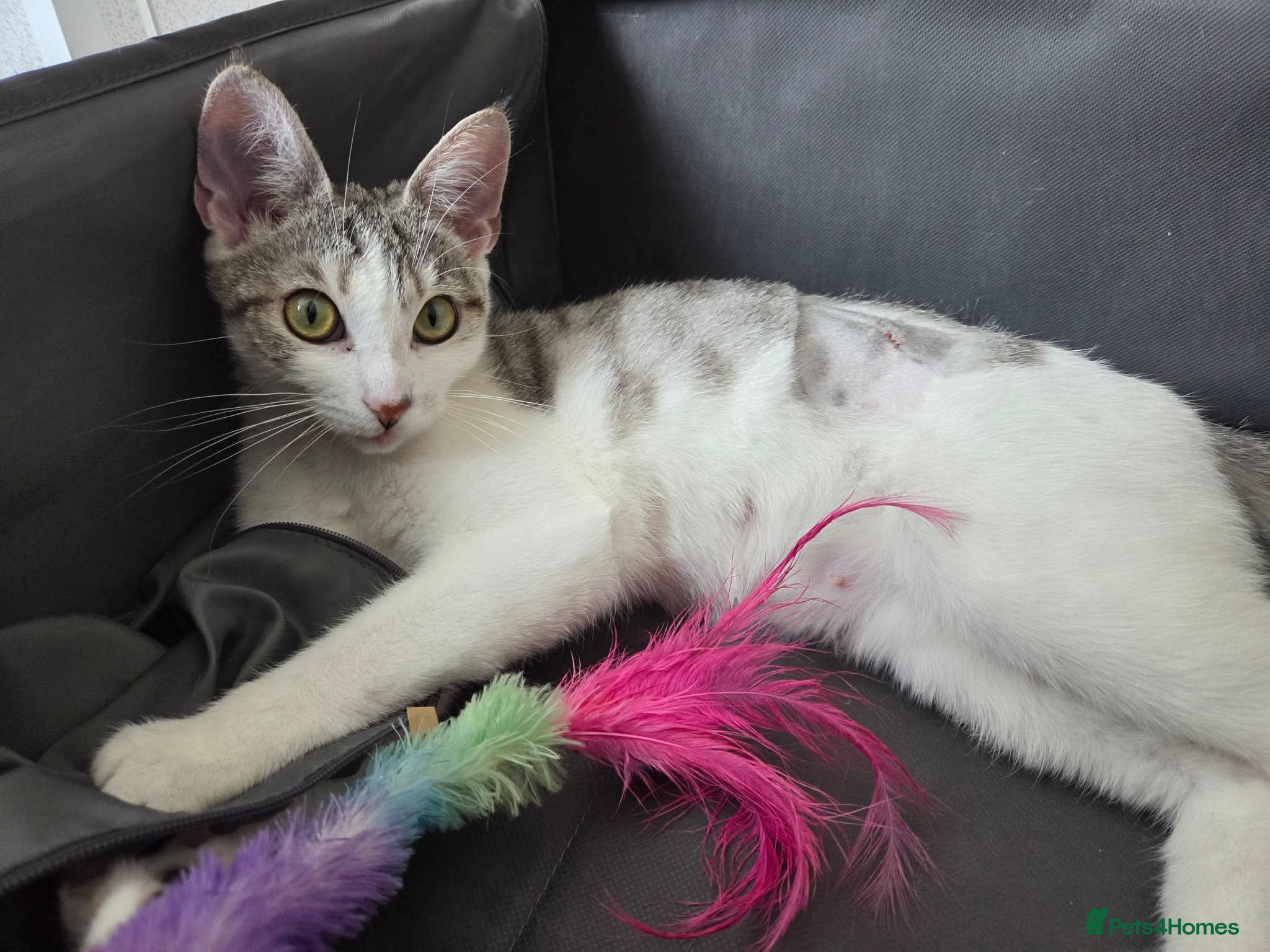 Mixed Breed cats Rescue kitten Princess in need of new home - Advert 1