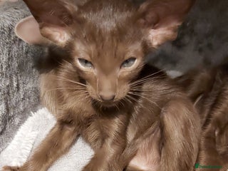 Oriental cats Full Pedigree Oriental 6 Kittens XL size ears GCCF - Advert 3