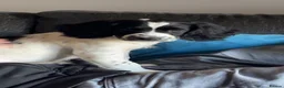 Mixed Breed dogs for sale: Loki! in Havant - Advert 4