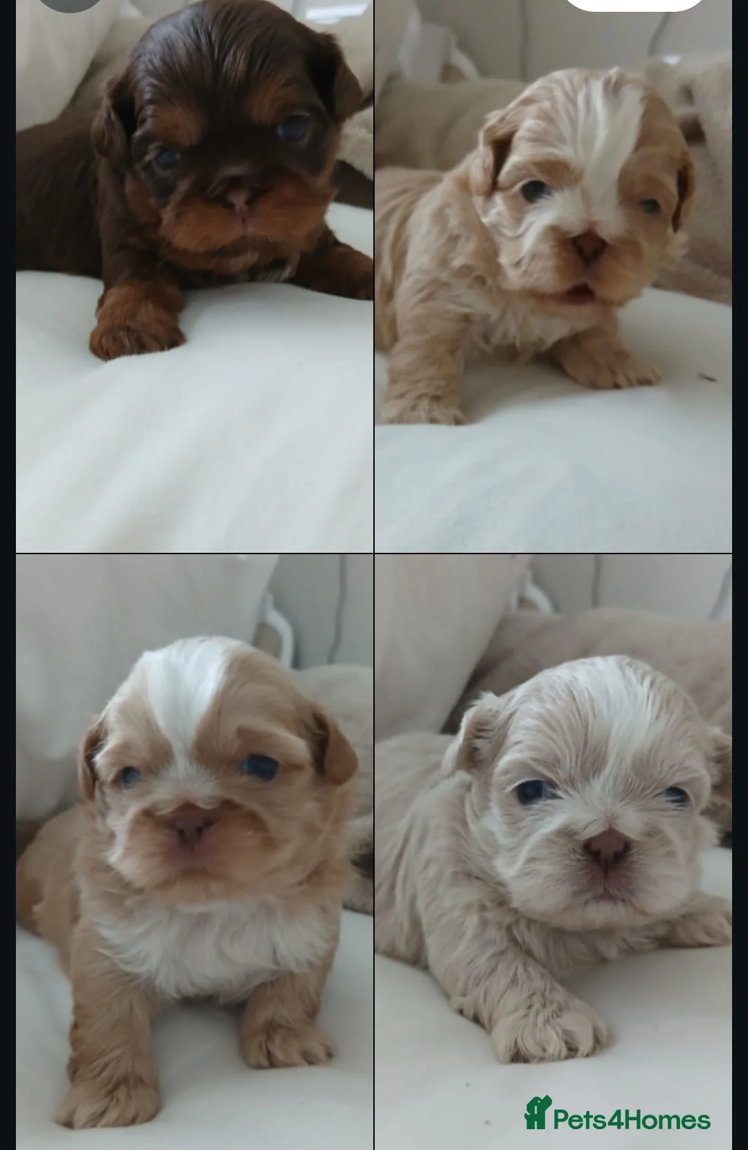 Shih Tzu dogs for sale: imperial choc platinum carrying dobbie for sale - Advert 3