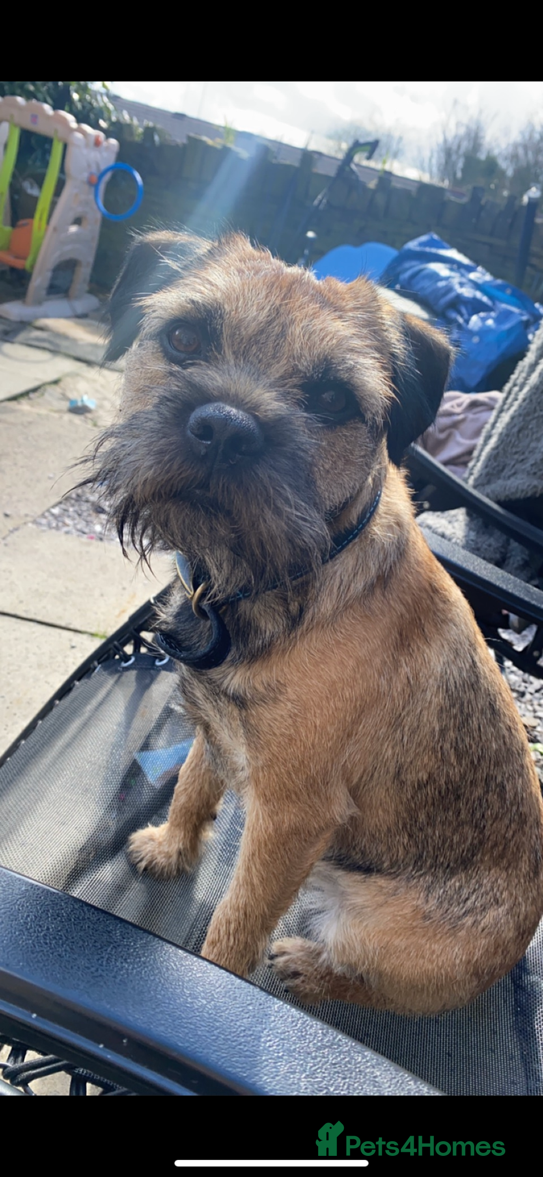 Border Terrier dogs for stud: Border terrier stud  in Rochdale - Image 9