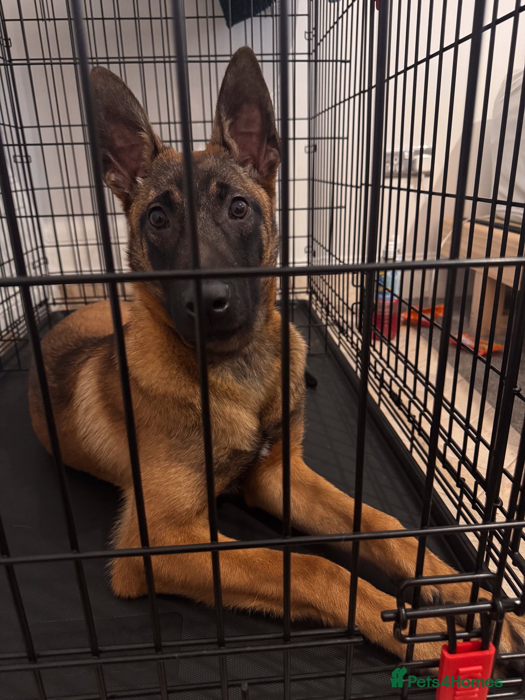 Belgian Shepherd Dog dogs for sale: Kairo - Urgent Rehome - Image 4