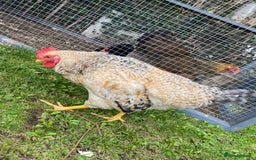 Chickens poultry for sale: Beautifully Natured Cockerel - Free to a good home - Image 3