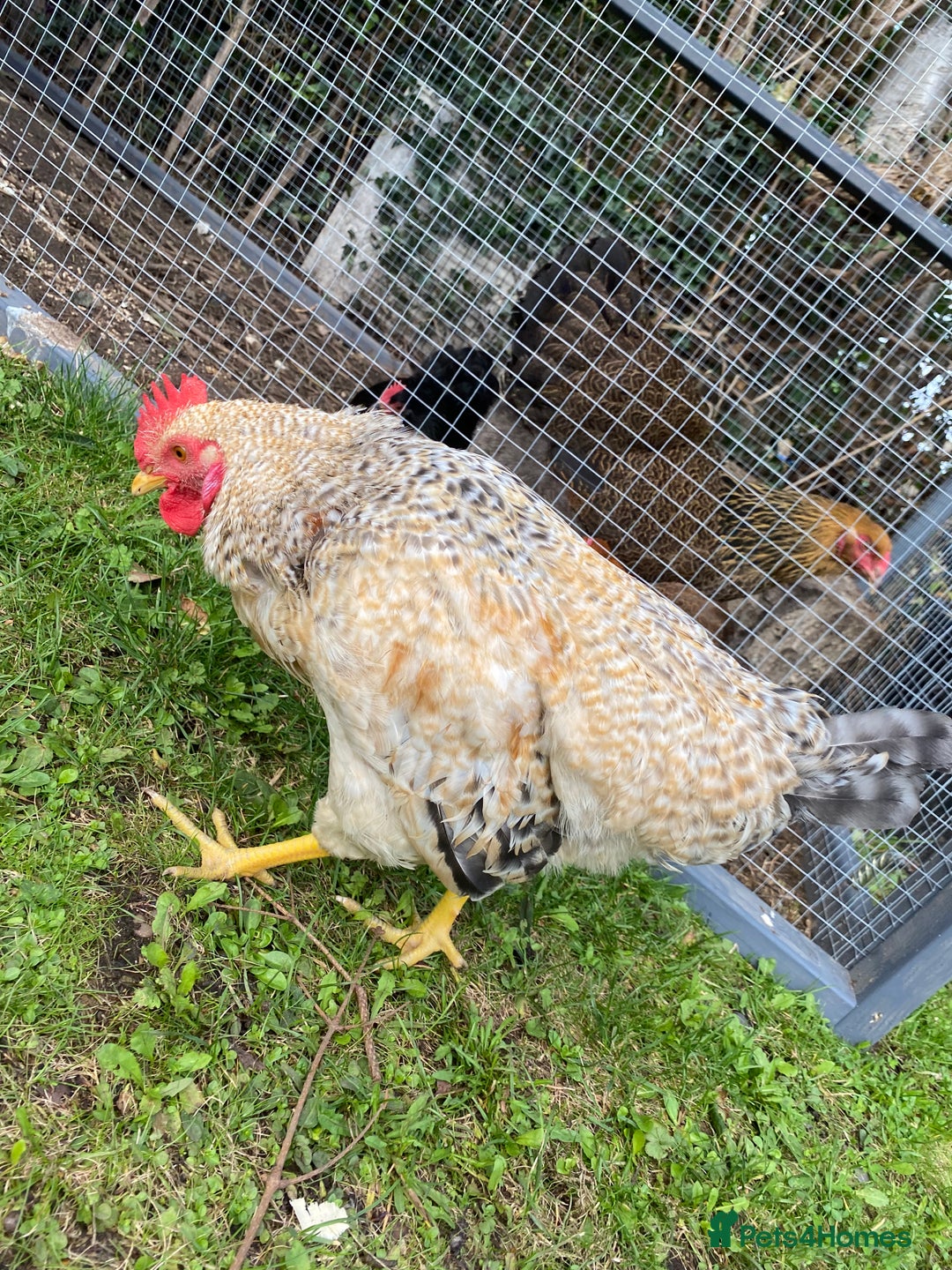 Chickens poultry for sale: Beautifully Natured Cockerel - Free to a good home - Image 3