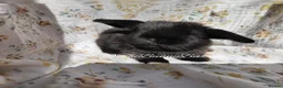Mini Lop rabbits for sale: Mini Lops  - Advert 8