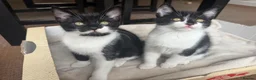 Mixed Breed cats for sale: Adorable 11 week old Kittens - Ready for Homes! in Harrow - Advert 21