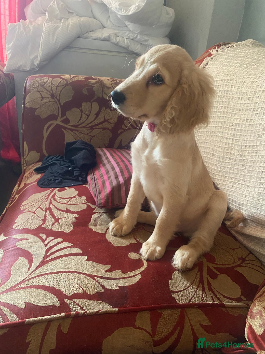 Mixed Breed dogs for sale: Beautiful cocker doodle bitch  - Advert 2