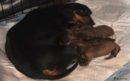 Dachshund dogs for sale: Dachshund  - Image 4