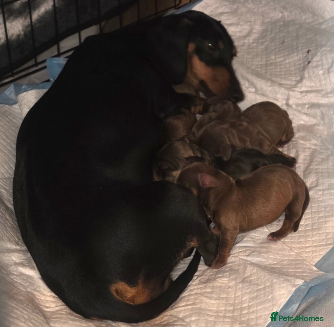 Dachshund dogs for sale: Dachshund  - Image 4