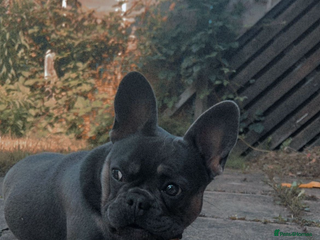 French Bulldog dogs french bulldog puppy for sale - Advert 2