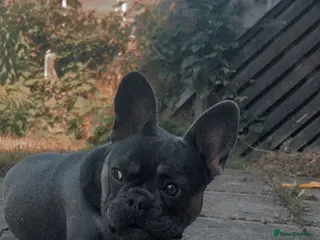 French Bulldog dogs french bulldog puppy for sale - Advert 13