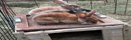 Rex rabbits for sale: Mini Rex  - Advert 3