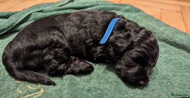 Cockapoo dogs - Advert 8