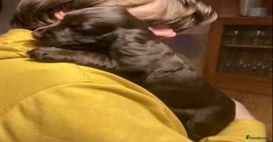 Cocker Spaniel dogs - Advert 18