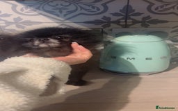 Pomeranian dogs for sale: Super tiny male Pomeranian  - Image 4
