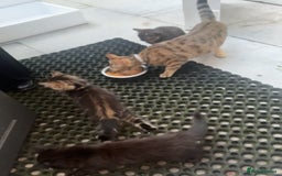 Asian cats for sale: Kitten  in London - Advert 1