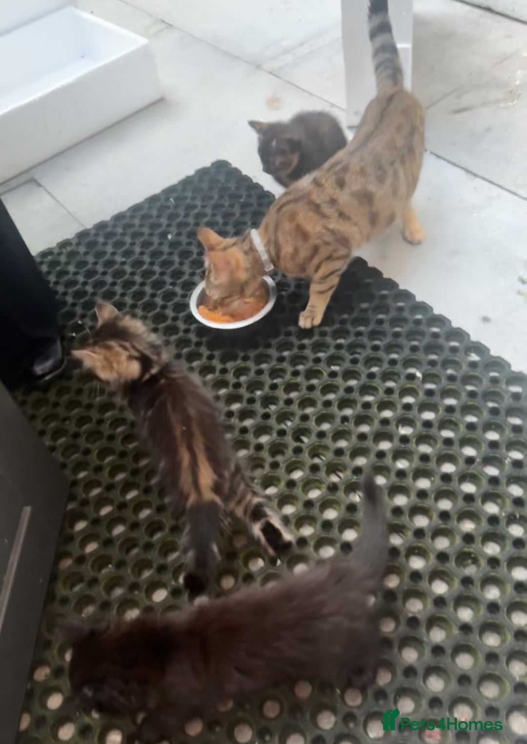 Asian cats for sale: Kitten  in London - Advert 1