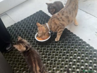 Asian cats for sale: Kitten in London - Advert 2