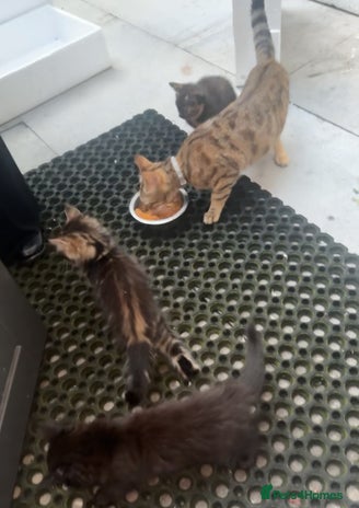 Asian cats Kitten in London - Advert 1