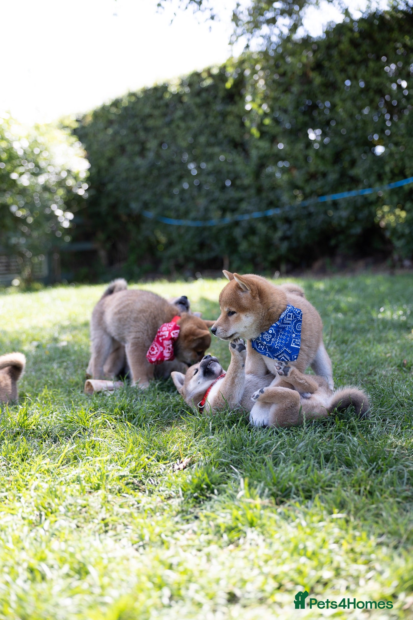Japanese Shiba Inu dogs Outstanding original Japanese Shiba Inu puppies  - Advert 2