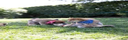 Japanese Shiba Inu dogs for sale: Outstanding original Japanese Shiba Inu puppies  - Advert 2