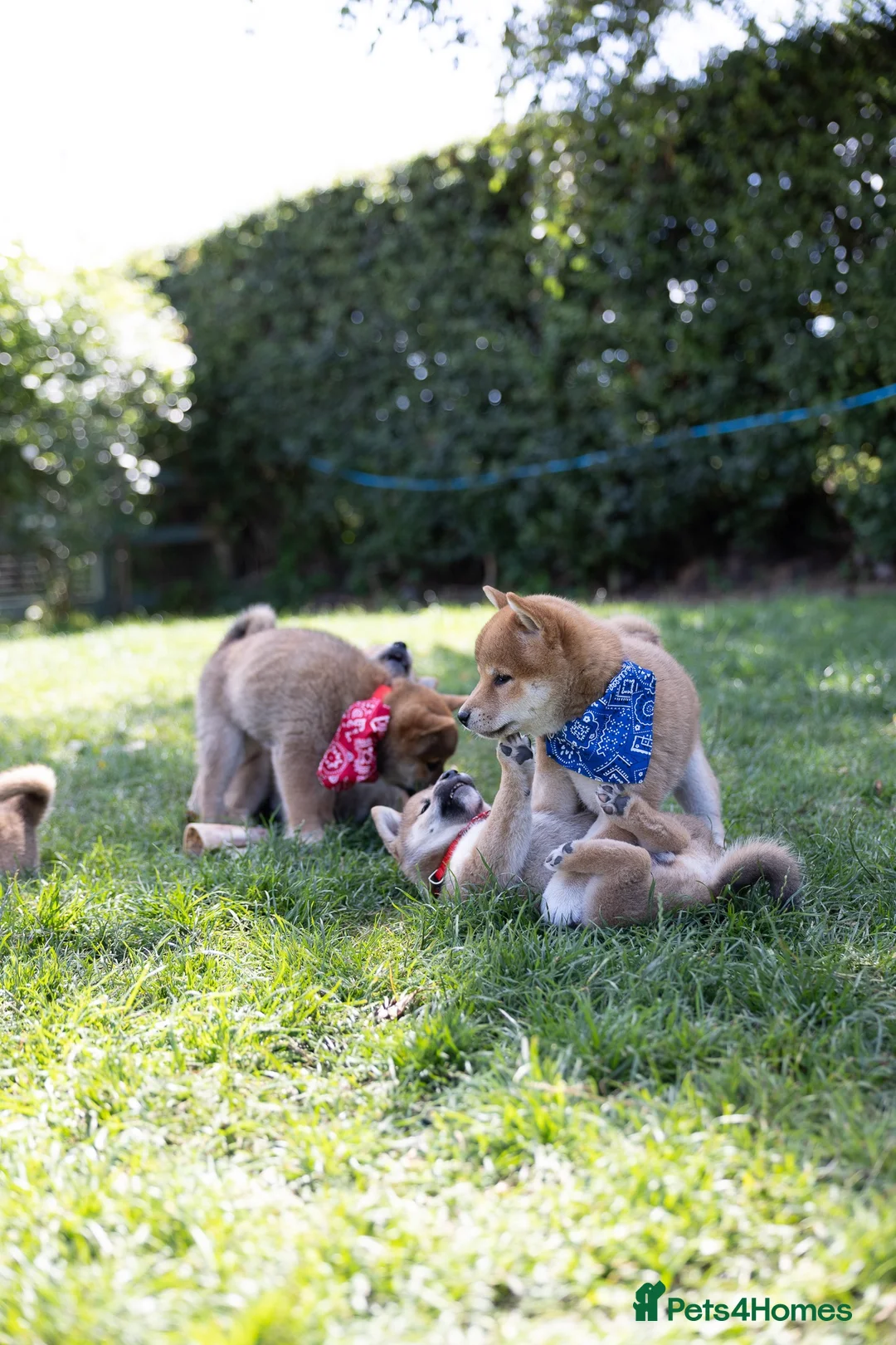 Japanese Shiba Inu dogs for sale: Outstanding original Japanese Shiba Inu puppies  - Advert 2