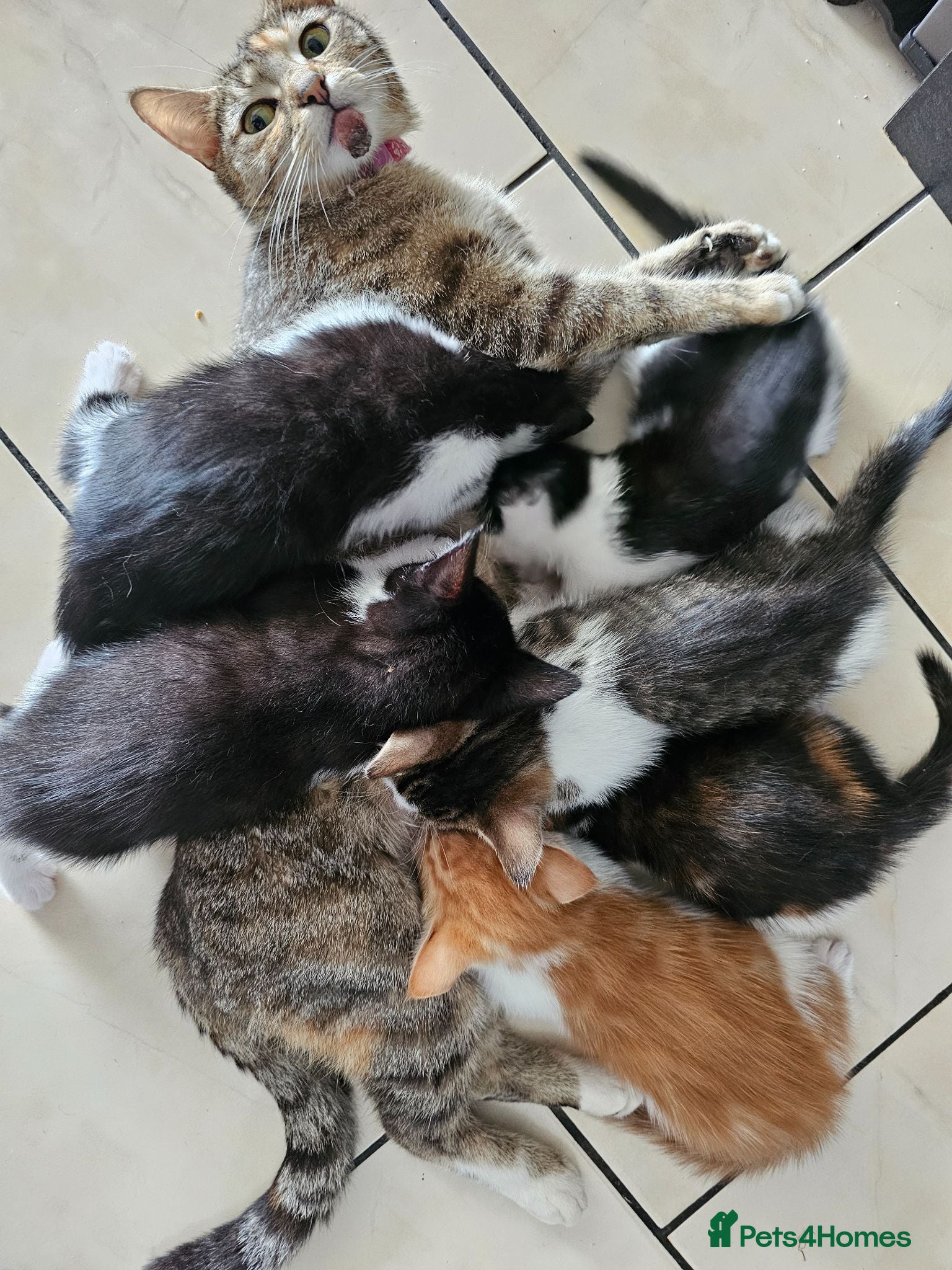 Mixed Breed cats 6 kittens, 2 ginger, 1 gray, and 3 black and white - Advert 3