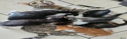 Mixed Breed cats for sale: 6 kittens, 2 ginger, 1 gray, and 3 black and white - Advert 1