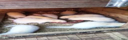 Ferret rodents for sale: Ferrets for sale  - Advert 1