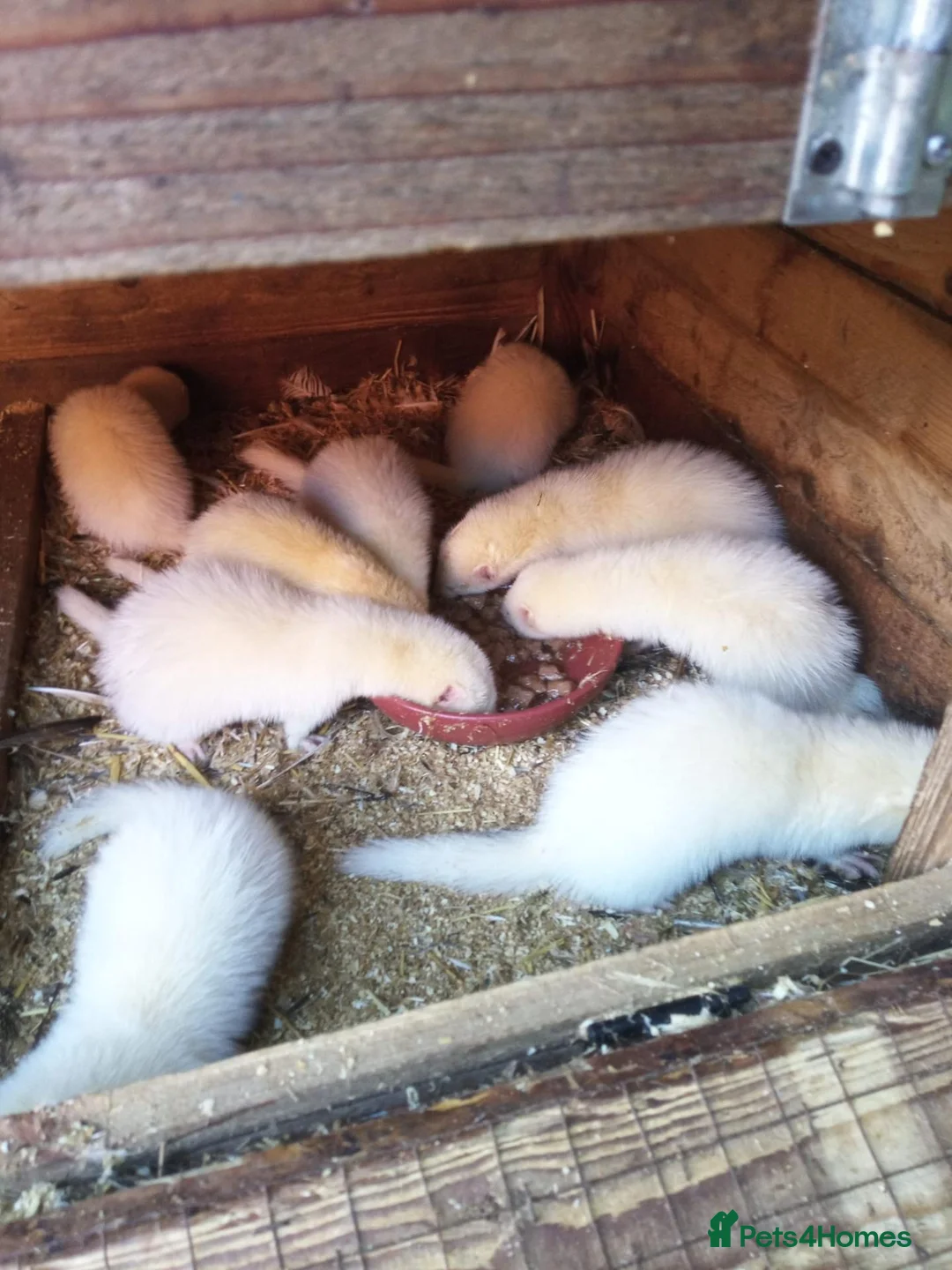 Ferret rodents for sale: Ferrets for sale  - Advert 1