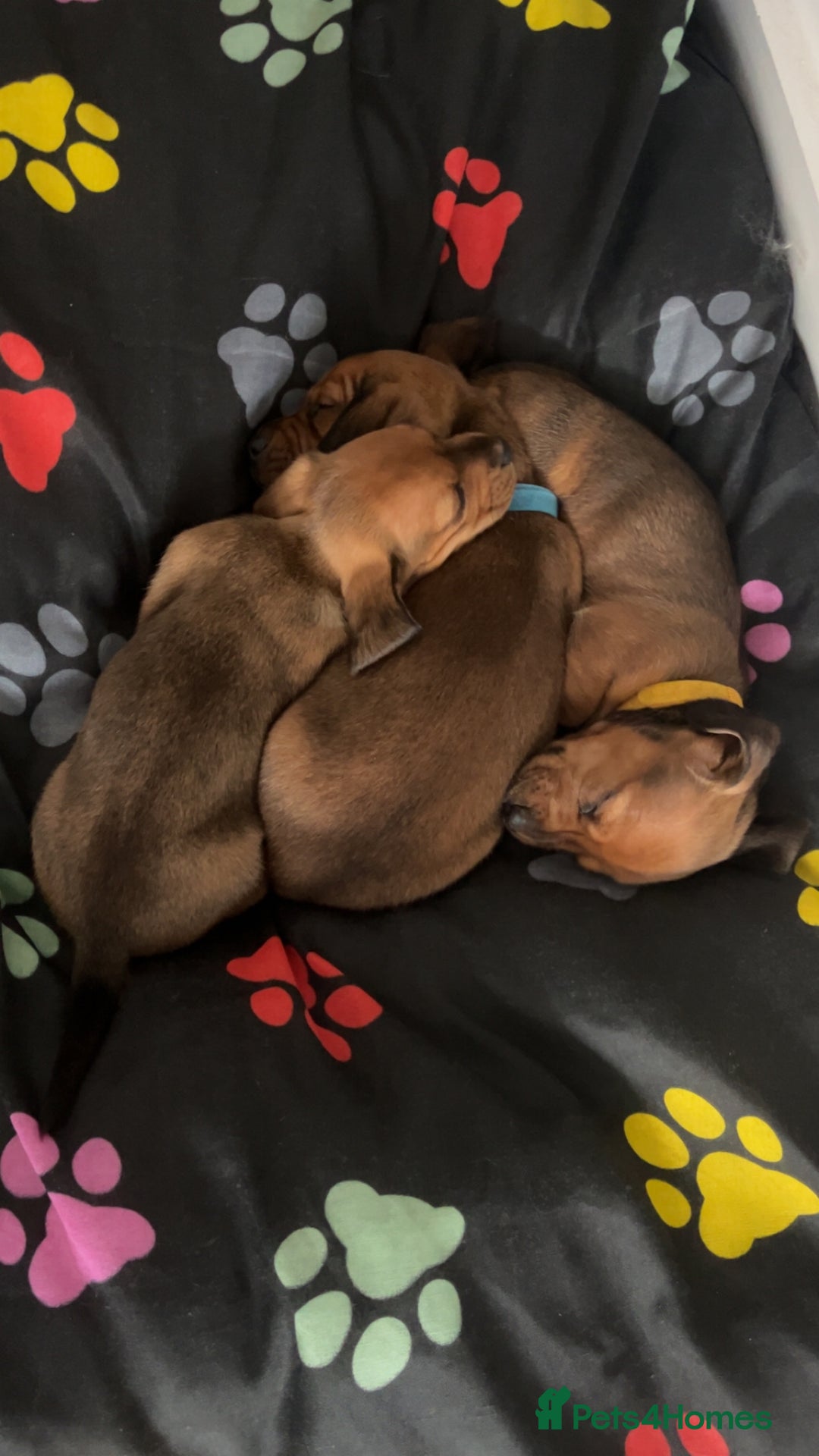 Miniature Dachshund dogs for sale: Miniature female dachshund  - Advert 1