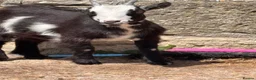 Goats livestock for sale: Pygmy Goats  - Advert 10