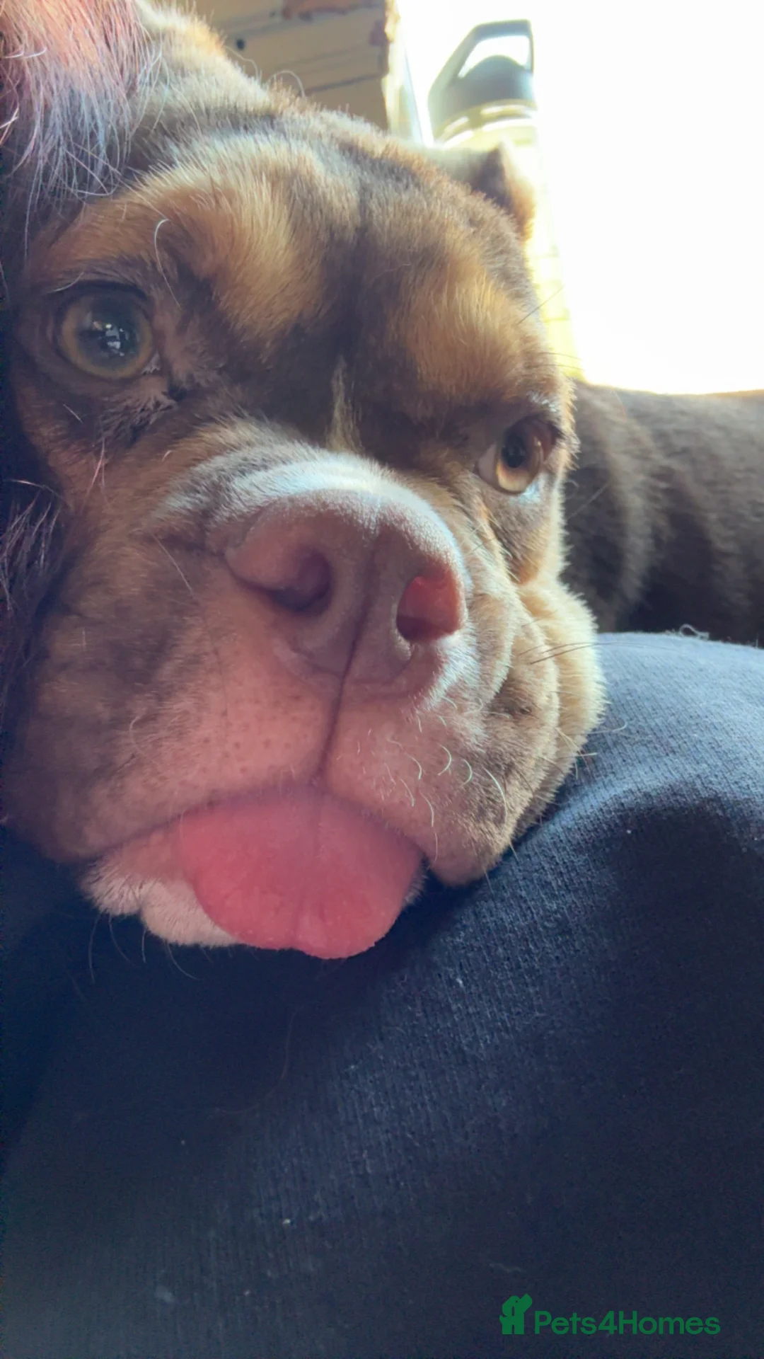 Mixed Breed dogs for sale: English bulldog mix female puppy - Advert 3