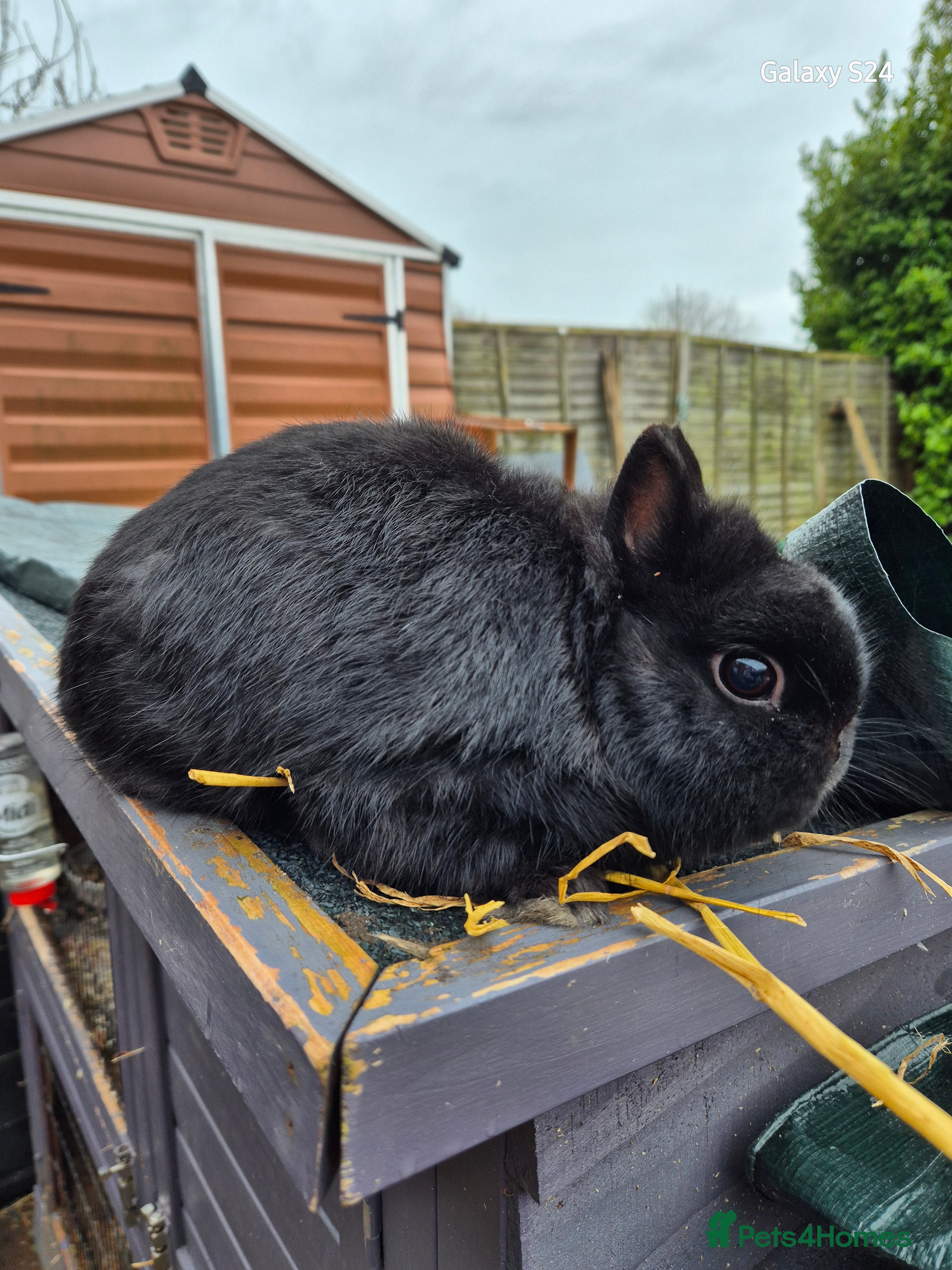 Netherland Dwarf rabbits Female netherland dwarfs - Advert 2