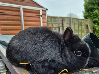 Netherland Dwarf rabbits Female netherland dwarfs - Advert 3