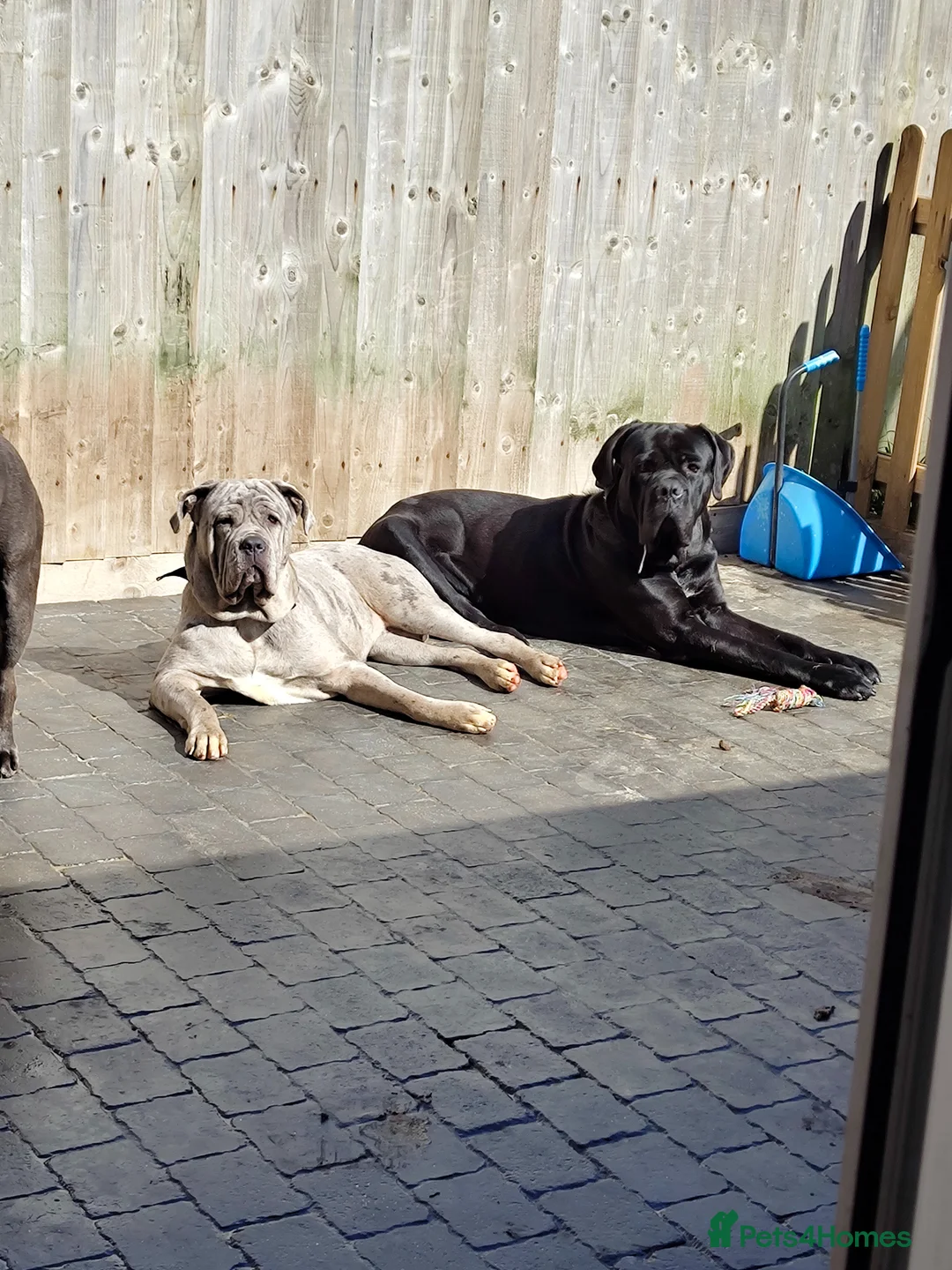 Mixed Breed dogs for sale: Litter due the 3rd may  - Advert 2