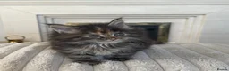 Maine Coon cats for sale: Maine coon kittens  - Advert 8