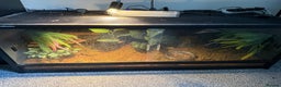 Toad reptiles for sale: FEMALE CANE/SURINAME TOAD & SET UP - Advert 3