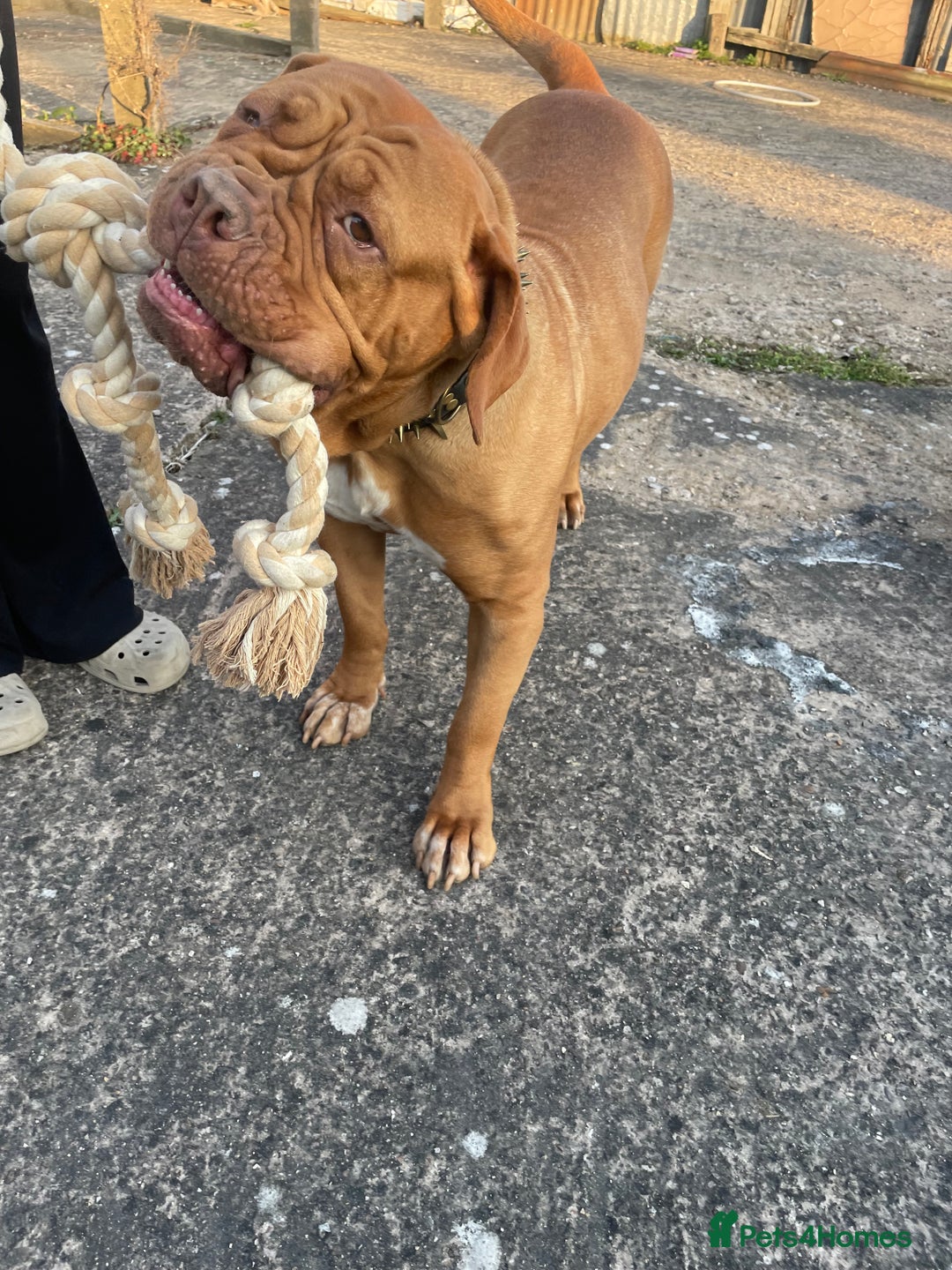 Dogue De Bordeaux dogs for sale: 4 year old Dogue du Bordeaux (French Mastiff)  - Advert 4